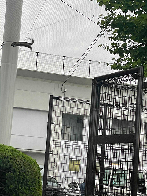 リスに遭遇しました！