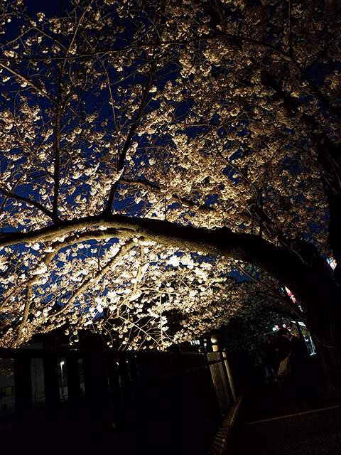 夜桜