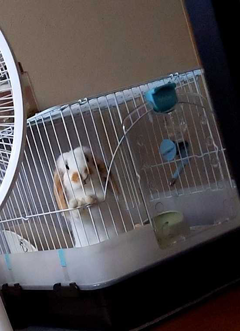 トキちゃんです(^o^)