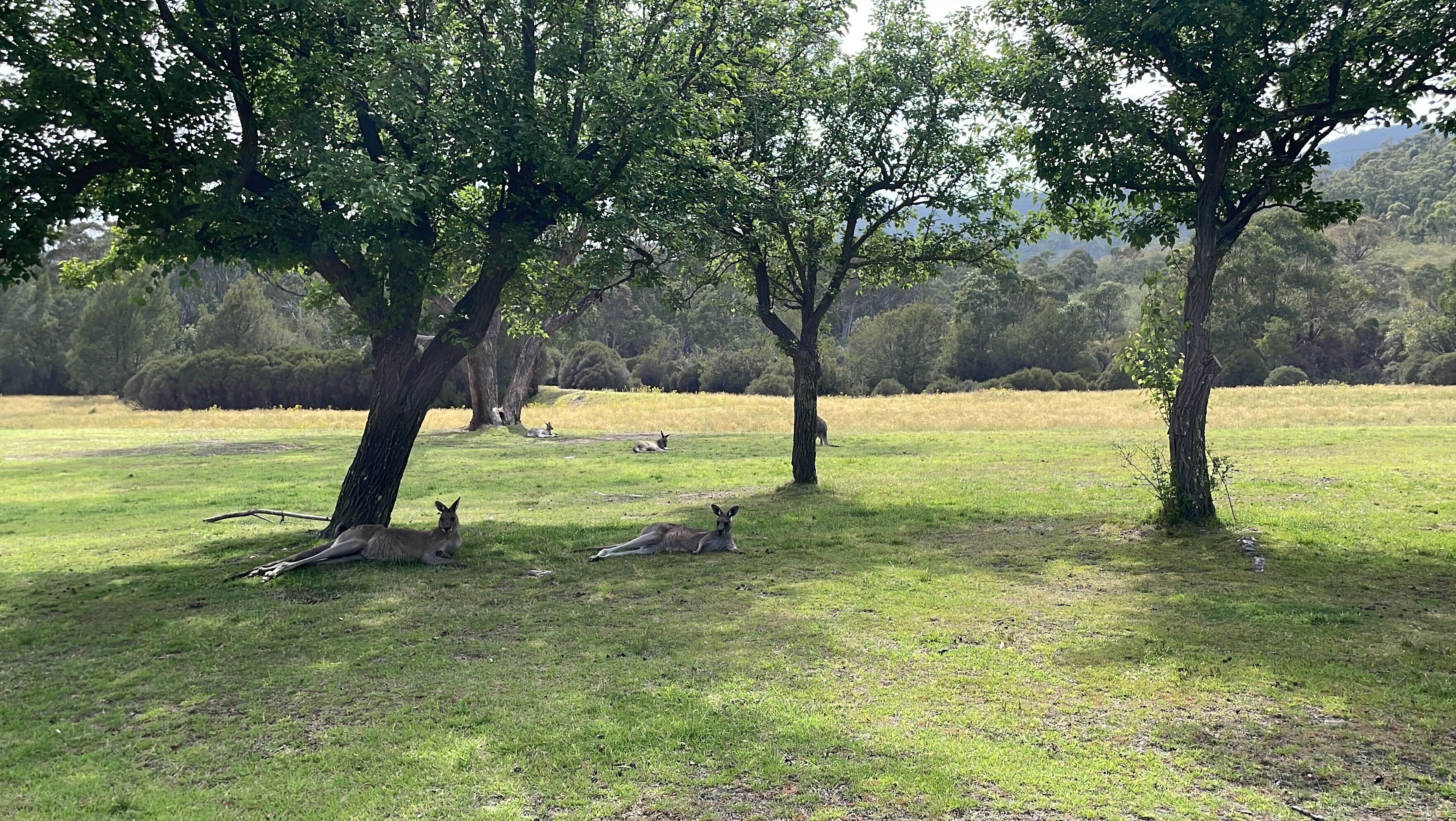 遭遇しました！